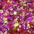 Fuchshia Gold