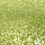 Vert olive